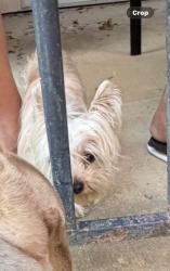 Lost Female Dog last seen Outside balcony , Irving, TX 75038
