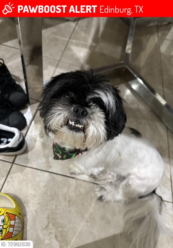 Lost Female Dog last seen E Trenton Rd, E Wisconsin , Edinburg, TX 78542