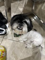 Lost Female Dog last seen E Trenton Rd, E Wisconsin , Edinburg, TX 78542