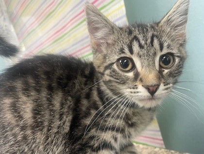 Shelter Stray Female Cat last seen Hill Ave, 43607, OH, Maumee, OH 43537
