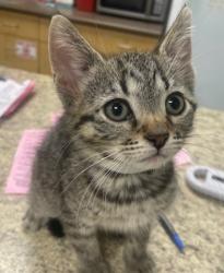 Shelter Stray Male Cat last seen Hill Ave, 43607, OH, Maumee, OH 43537