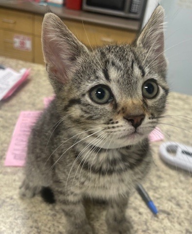 Shelter Stray Male Cat last seen Hill Ave, 43607, OH, Maumee, OH 43537