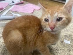 Shelter Stray Male Cat last seen Hill Ave, 43607, OH, Maumee, OH 43537
