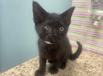 Shelter Stray Male Cat last seen Hill Ave, 43607, OH, Maumee, OH 43537