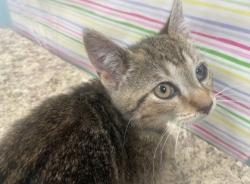 Shelter Stray Male Cat last seen Hill Ave, 43607, OH, Maumee, OH 43537
