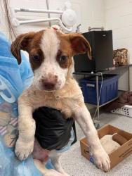 Shelter Stray Male Dog last seen Knox County, TN 37920, Knoxville, TN 37919