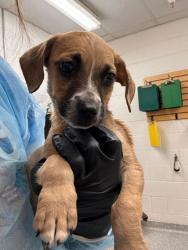 Shelter Stray Male Dog last seen Knox County, TN 37920, Knoxville, TN 37919