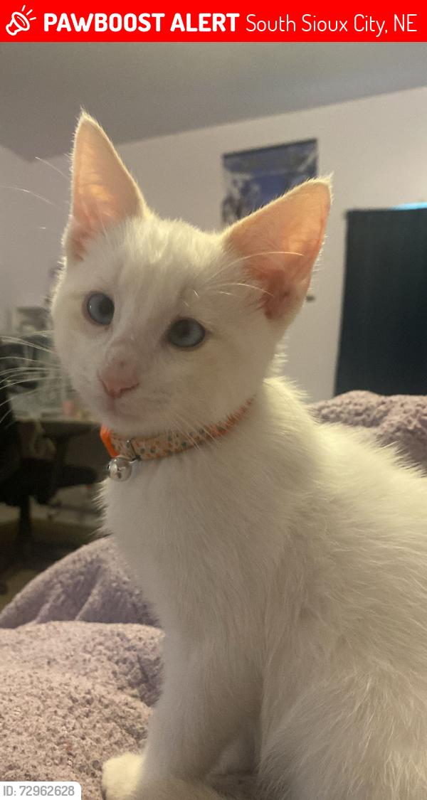 Lost Male Cat last seen Rottunda Way, and Tompkins Dr. Neighborhood, South Sioux City, NE 68776