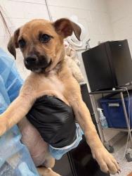 Shelter Stray Female Dog last seen Knox County, TN 37920, Knoxville, TN 37919