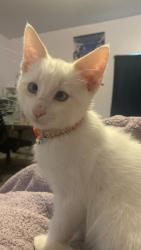 Lost Male Cat last seen Rottunda Way, and Tompkins Dr. Neighborhood, South Sioux City, NE 68776