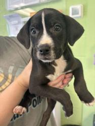 Shelter Stray Female Dog last seen Concord, TN 37922, Knoxville, TN 37919