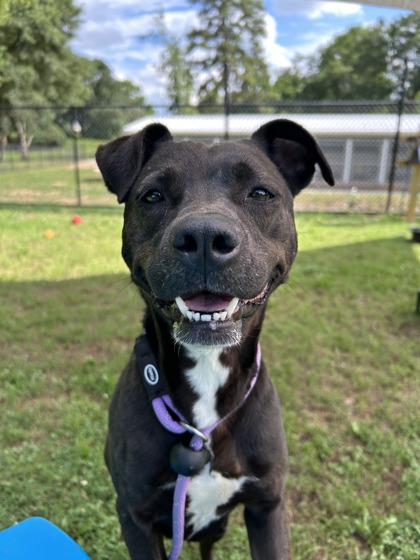 Shelter Stray Female Dog last seen Near Covington Hwy, Decatur 30035, 30035, GA, Atlanta, GA 30341