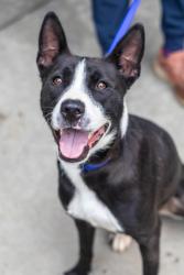 Shelter Stray Female Dog last seen SNAPFINGER RD AND MCDONOUGH ROAD Ellenwood, 30294, 30294, GA, Atlanta, GA 30341