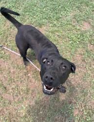 Shelter Stray Female Dog last seen Near Columbia Woods Dr, 30032, GA, Atlanta, GA 30341