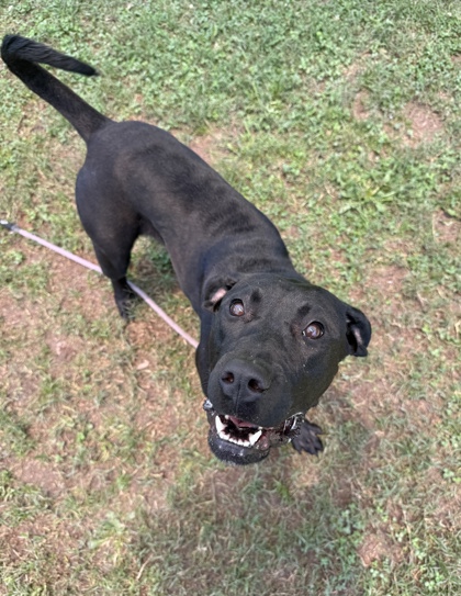 Shelter Stray Female Dog last seen Near Columbia Woods Dr, 30032, GA, Atlanta, GA 30341