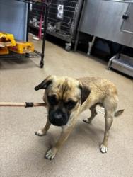 Shelter Stray Male Dog last seen Near Moreland avenue SE, Atlanta GA 30316, 30316, GA, Atlanta, GA 30341