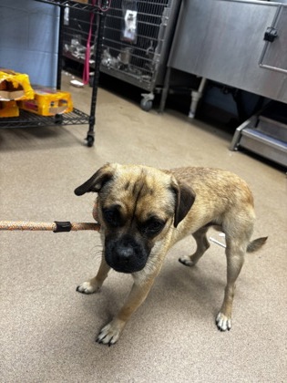 Shelter Stray Male Dog last seen Near Moreland avenue SE, Atlanta GA 30316, 30316, GA, Atlanta, GA 30341