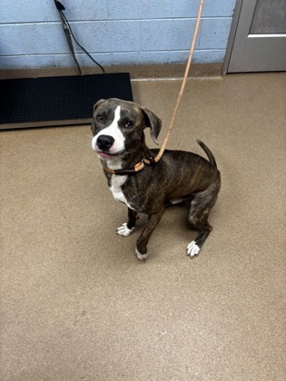 Shelter Stray Male Dog last seen Near Brockett Rd, Tucker, GA 30084, 30084, GA, Atlanta, GA 30341