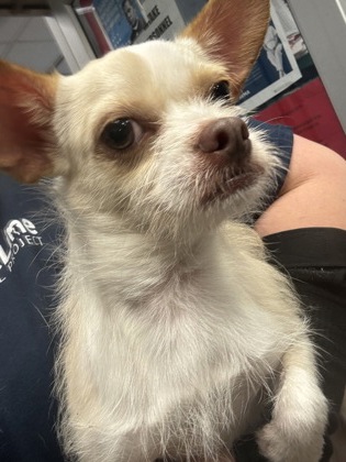 Shelter Stray Male Dog last seen Near Abbeywood Dr, Decatur, GA 30034, 30034, GA, Atlanta, GA 30341