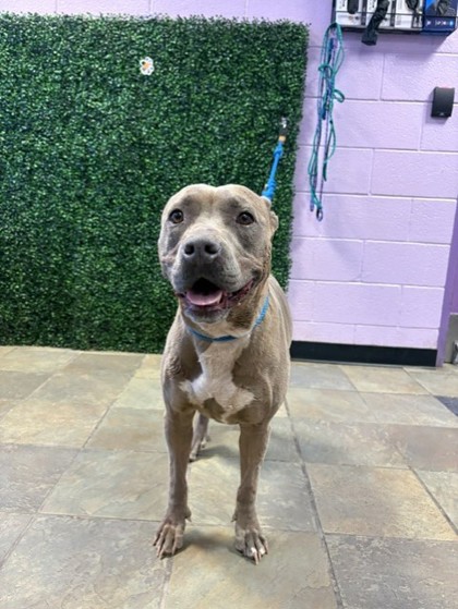 Shelter Stray Female Dog last seen HONDO PASS AVE & MAGNETIC DR, EL PASO, TX, 79904, CITY of El Paso, TX, Fort Bliss, TX 79906