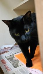 Shelter Stray Male Cat last seen Near Memorial Dr SE, Atlanta, GA 30316, 30316, GA, Atlanta, GA 30341
