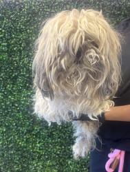 Shelter Stray Male Dog last seen Horizon City, TX 79928, Fort Bliss, TX 79906