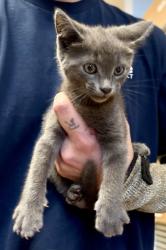Shelter Stray Male Cat last seen Near Cartecay Dr NE, 30319, GA, Atlanta, GA 30341