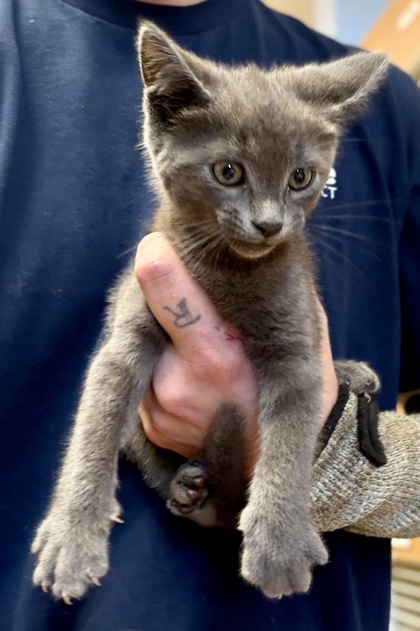 Shelter Stray Male Cat last seen Near Cartecay Dr NE, 30319, GA, Atlanta, GA 30341