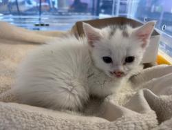 Shelter Stray Female Cat last seen El Paso, TX 79906, Fort Bliss, TX 79906