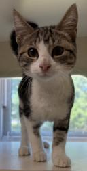 Shelter Stray Male Cat last seen Near Hillsprings Ln, Lithonia, GA 30058, 30058, GA, Atlanta, GA 30341