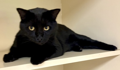 Shelter Stray Male Cat last seen Near Ember Drive Decatur, Ga 30034, 30034, GA, Atlanta, GA 30341