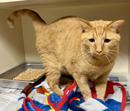 Shelter Stray Male Cat last seen Near Ember Drive Decatur, Ga 30034, 30034, GA, Atlanta, GA 30341