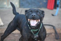 Shelter Stray Female Dog last seen Near Sullivan road, Anderson SC 29625, Anderson County, SC, Anderson, SC 29622