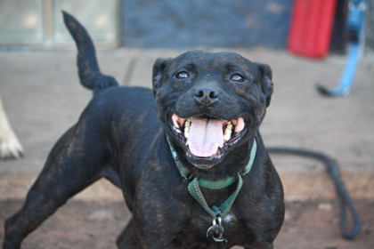 Shelter Stray Female Dog last seen Near Sullivan road, Anderson SC 29625, Anderson County, SC, Anderson, SC 29622