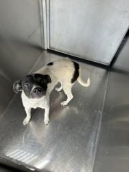 Shelter Stray Female Dog last seen , TX , Fort Worth, TX 76119