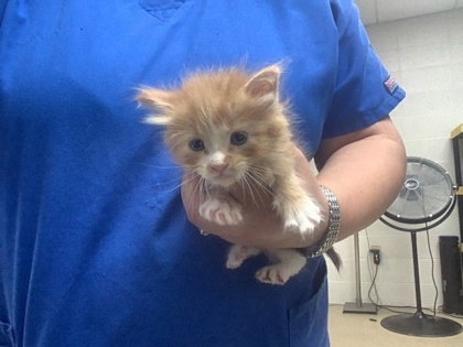 Shelter Stray Male Cat last seen Fort Worth, TX 76140, Fort Worth, TX 76119