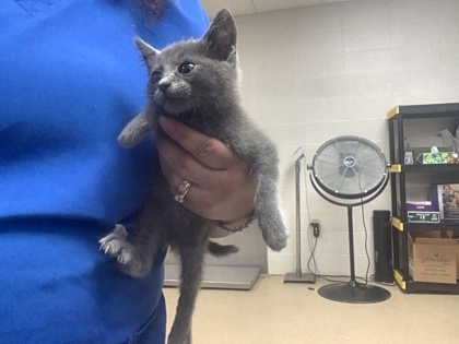 Shelter Stray Male Cat last seen Fort Worth, TX 76105, Fort Worth, TX 76119