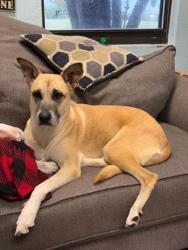 Shelter Stray Female Dog last seen Cleburne, TX 76033, Cleburne, TX 76033