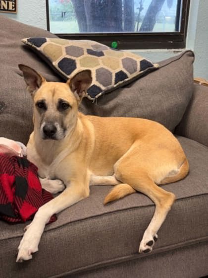 Shelter Stray Female Dog last seen Cleburne, TX 76033, Cleburne, TX 76033