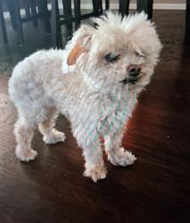 Lost Female Dog last seen Bristol St and Memory Ln, Santa Ana, CA 92706