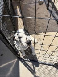 Shelter Stray Male Dog last seen Cleburne, TX 76031, Cleburne, TX 76033