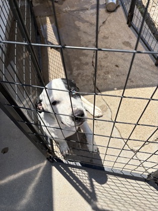 Shelter Stray Male Dog last seen Cleburne, TX 76031, Cleburne, TX 76033