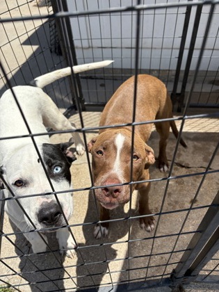 Shelter Stray Female Dog last seen Cleburne, TX 76031, Cleburne, TX 76033