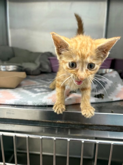 Shelter Stray Female Cat last seen Cleburne, TX 76031, Cleburne, TX 76033