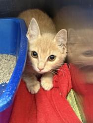 Shelter Stray Female Cat last seen Cleburne, TX 76033, Cleburne, TX 76033