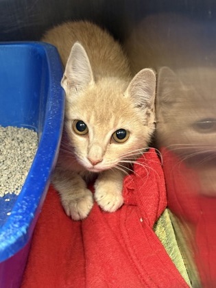 Shelter Stray Female Cat last seen Cleburne, TX 76033, Cleburne, TX 76033