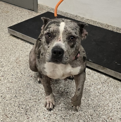 Shelter Stray Female Dog last seen Gastonia, NC 28052, Gastonia, NC 28052