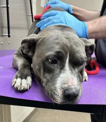 Shelter Stray Female Dog last seen North Charleston, SC 29418, North Charleston, SC 29406