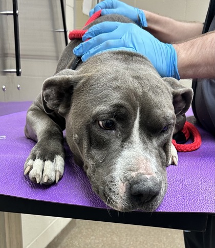 Shelter Stray Female Dog last seen North Charleston, SC 29418, North Charleston, SC 29406