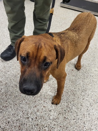 Shelter Stray Female Dog last seen Gaston County, NC 28052, Gastonia, NC 28052